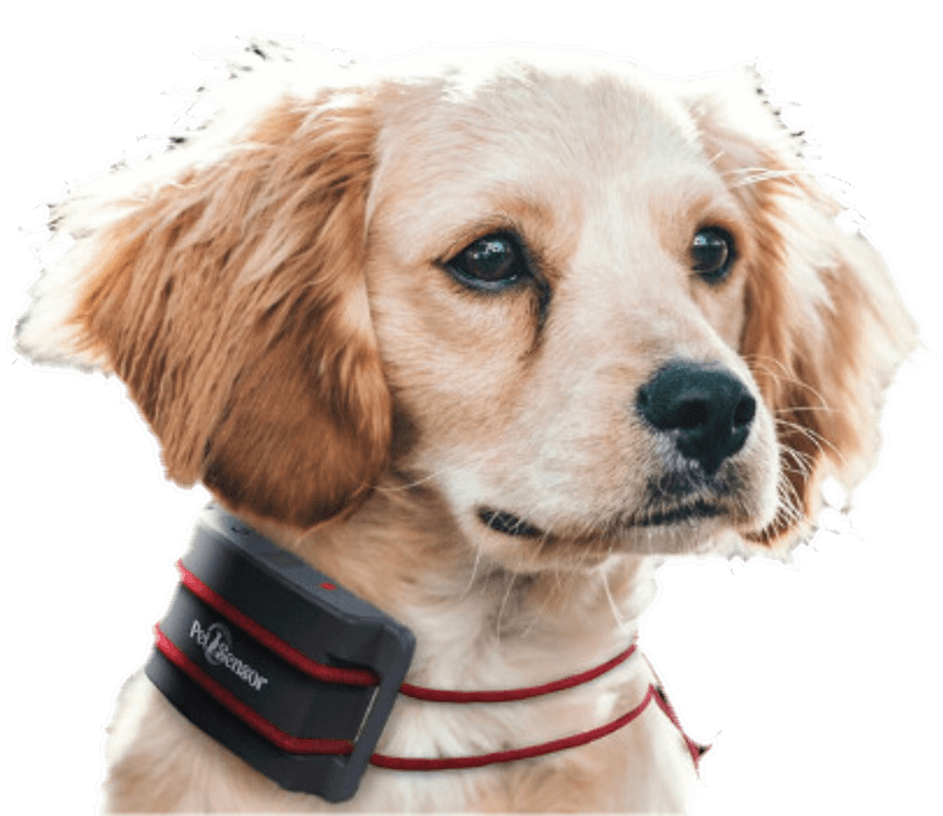 dog training collar