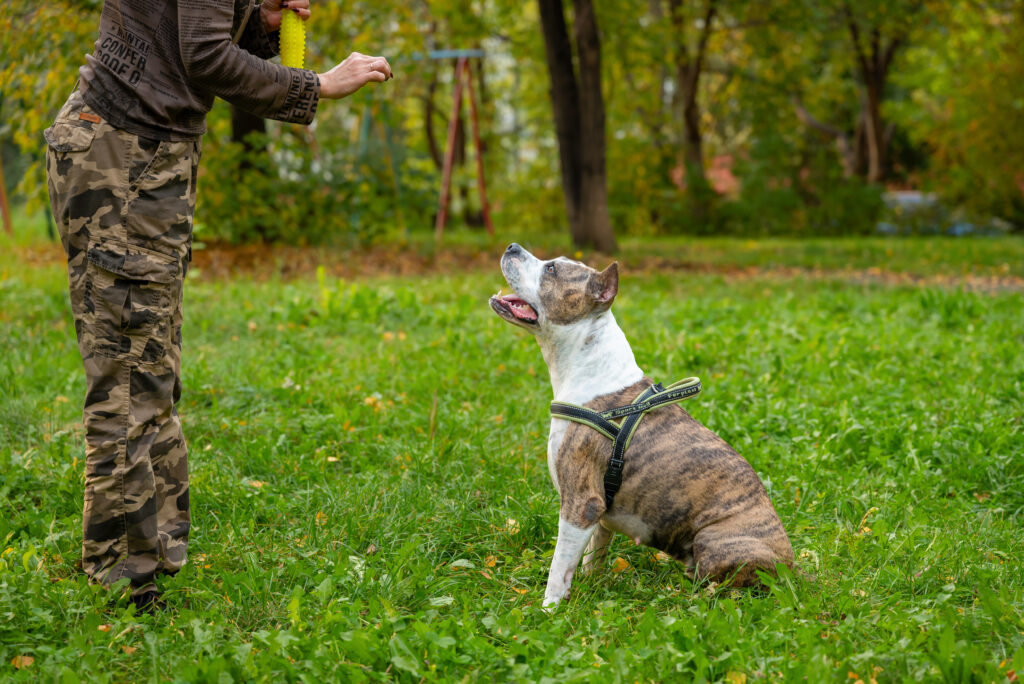 e-collar training