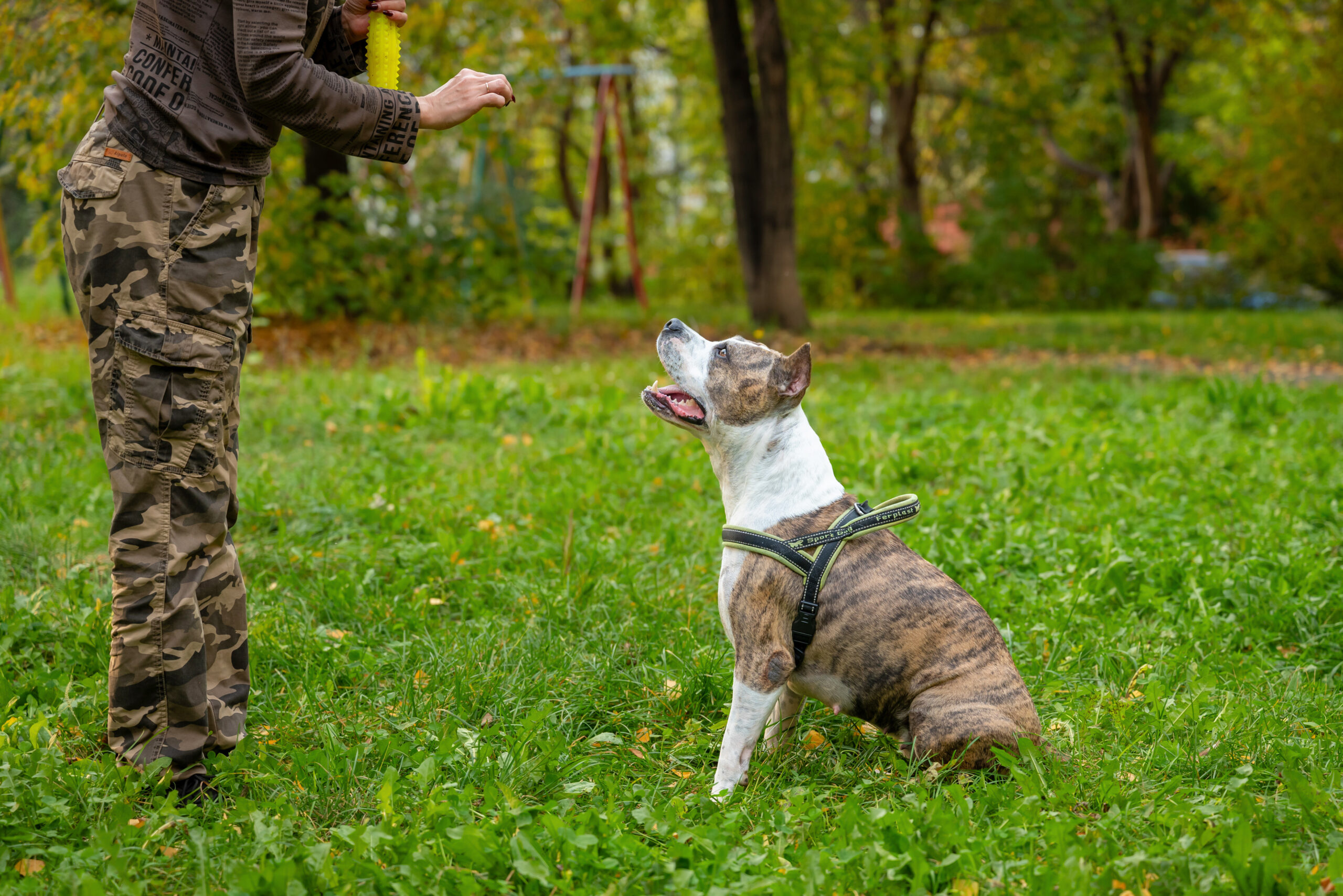 e-collar training