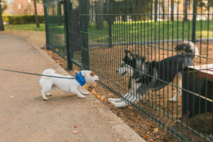 E-Collar vs. Indoor Puppy Fence