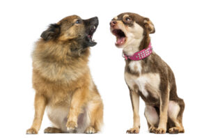 Stop Excessive Barking with an E-Collar