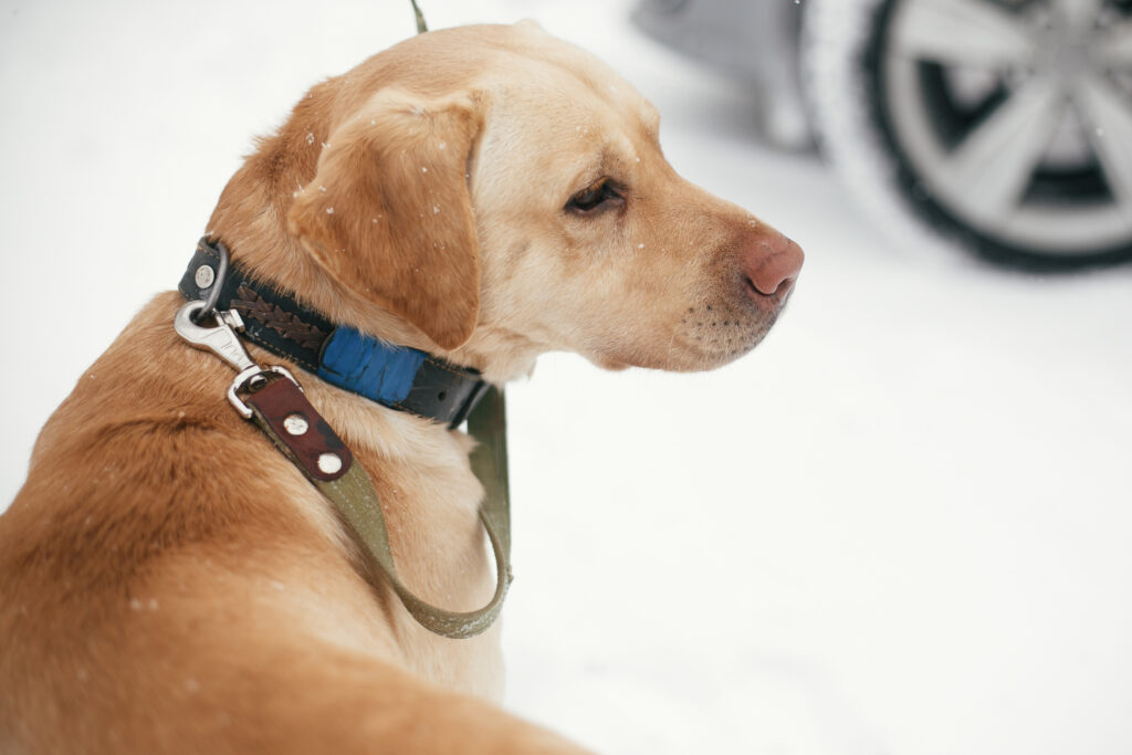 electric dog training collar