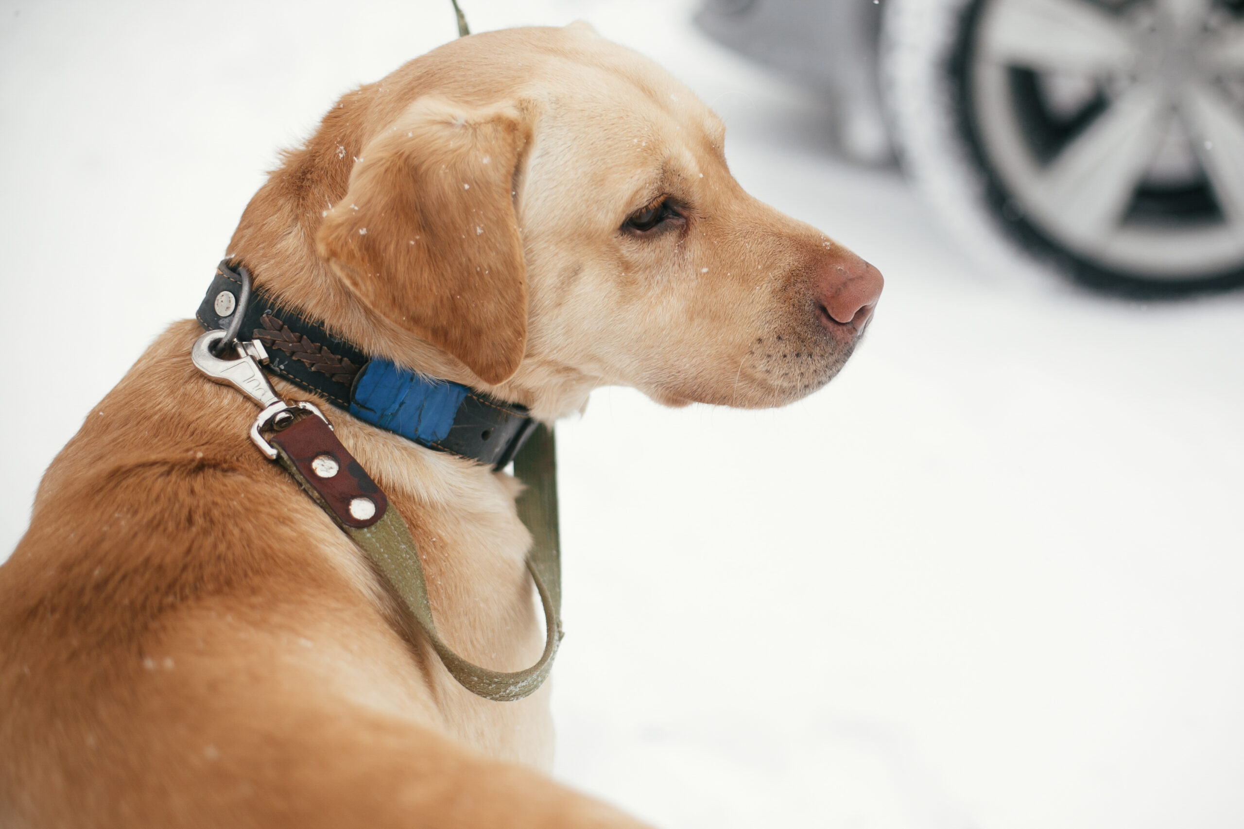 electric dog training collar