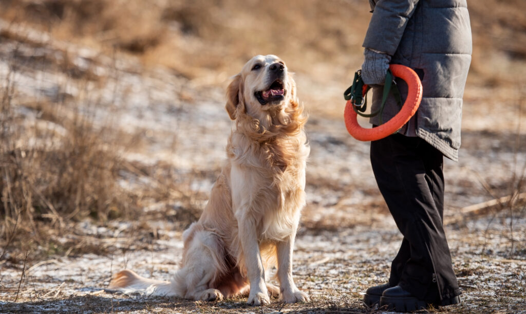 when to start e-collar training