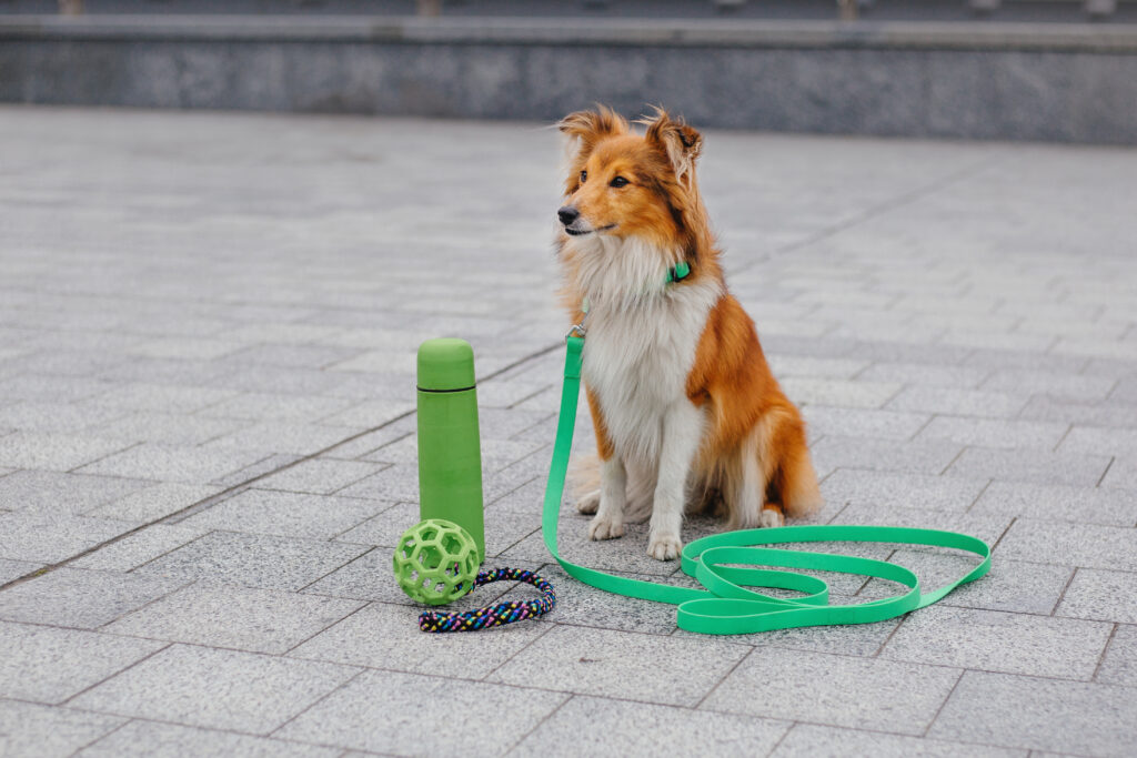 Dog Training Equipment