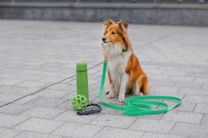 Dog Training Equipment