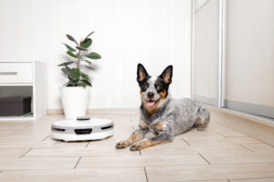Can AI Help You Decide When to Start E-Collar