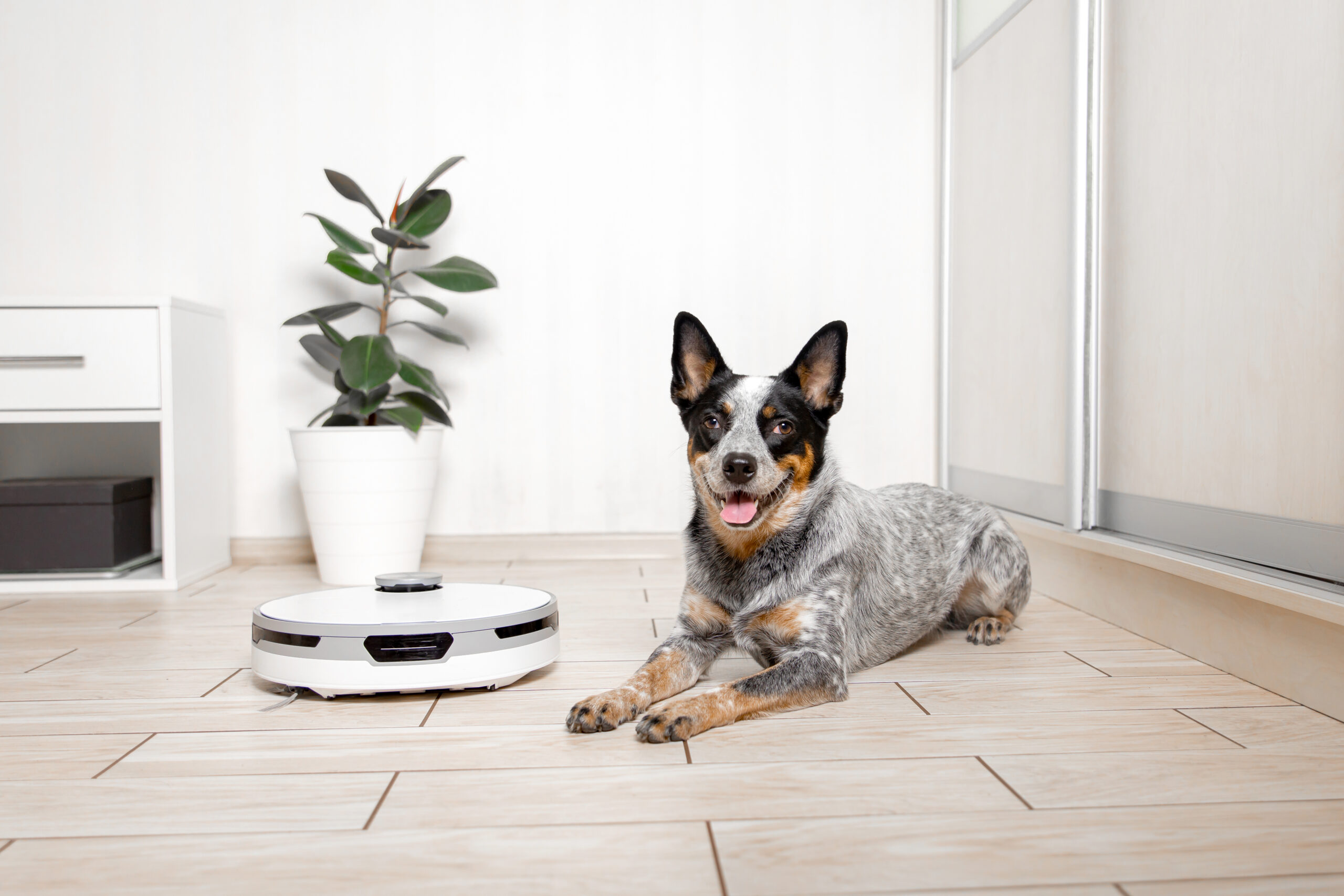 Can AI Help You Decide When to Start E-Collar